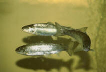 Salmon smolts