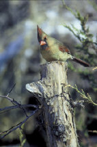 cardinal