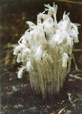 indian pipe