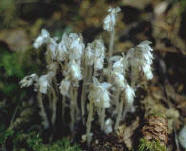 indian pipe