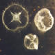 freshwater jellyfish