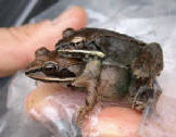 wood frog