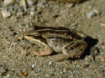 wood frog